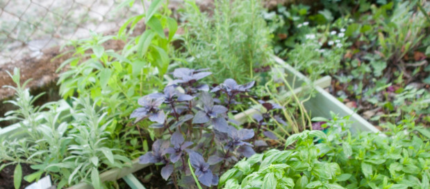 miniatur amedi ambient