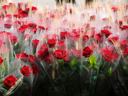 miniatura sant jordi