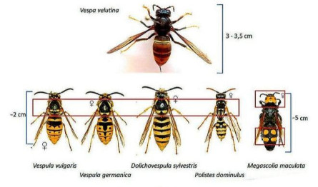 Com distingir  una vespa asiàtica